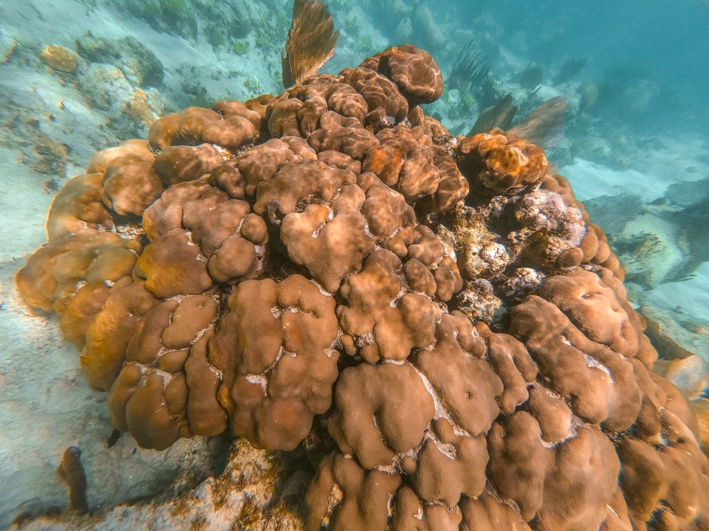choses à faire à Caye Caulker Snorkeling