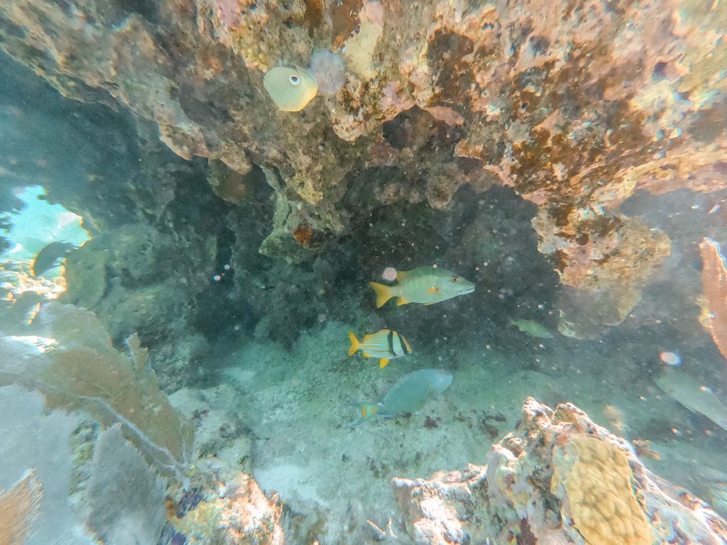 choses à faire à Caye Caulker Snorkeling