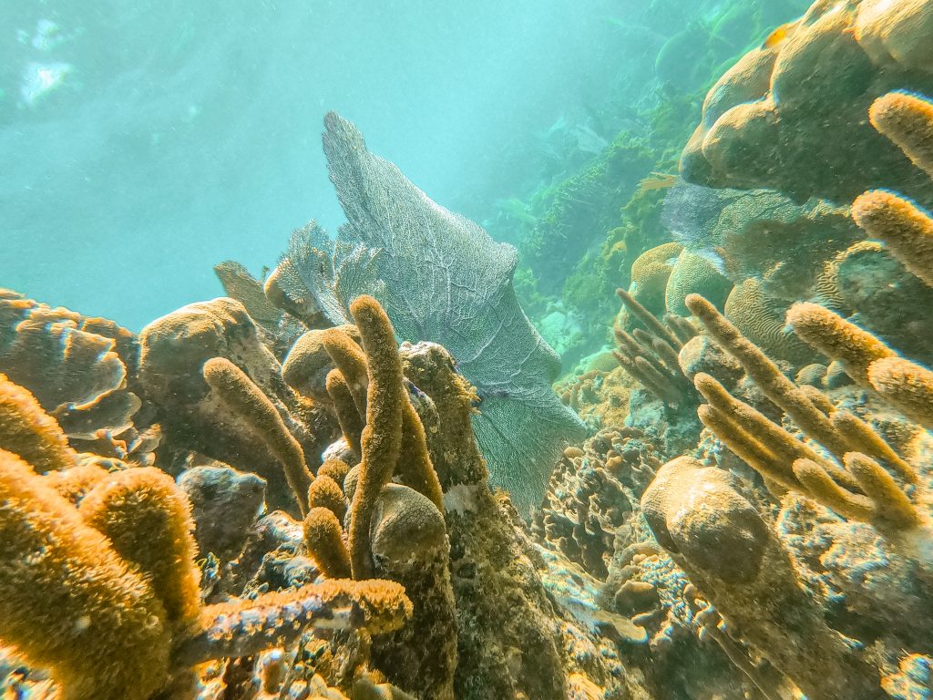 choses à faire à Caye Caulker Snorkeling