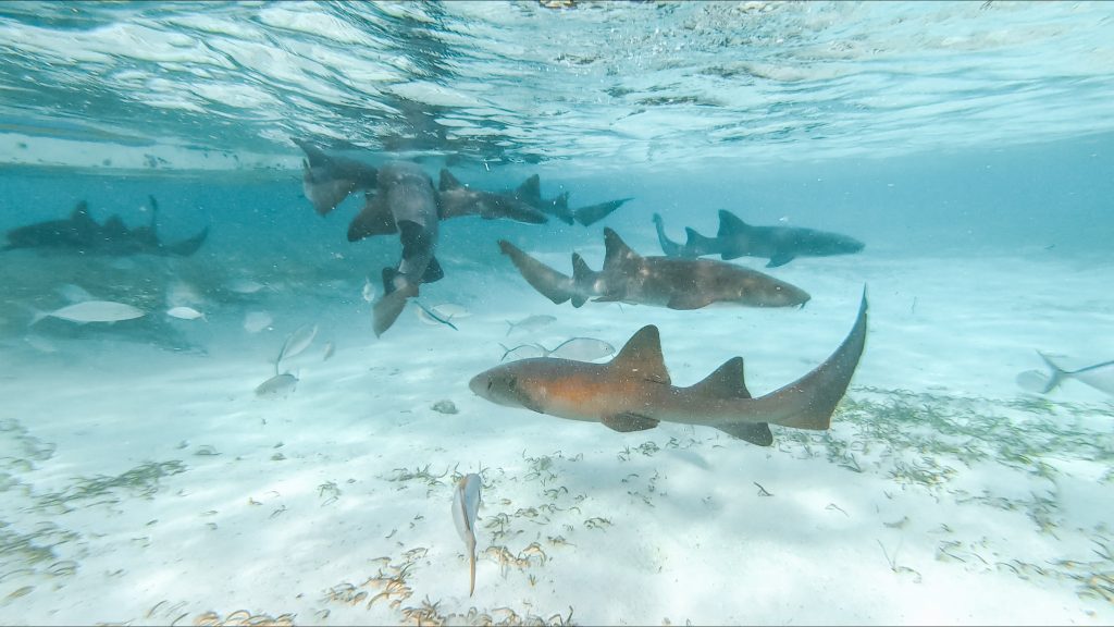 choses à faire à Caye Caulker Snorkeling