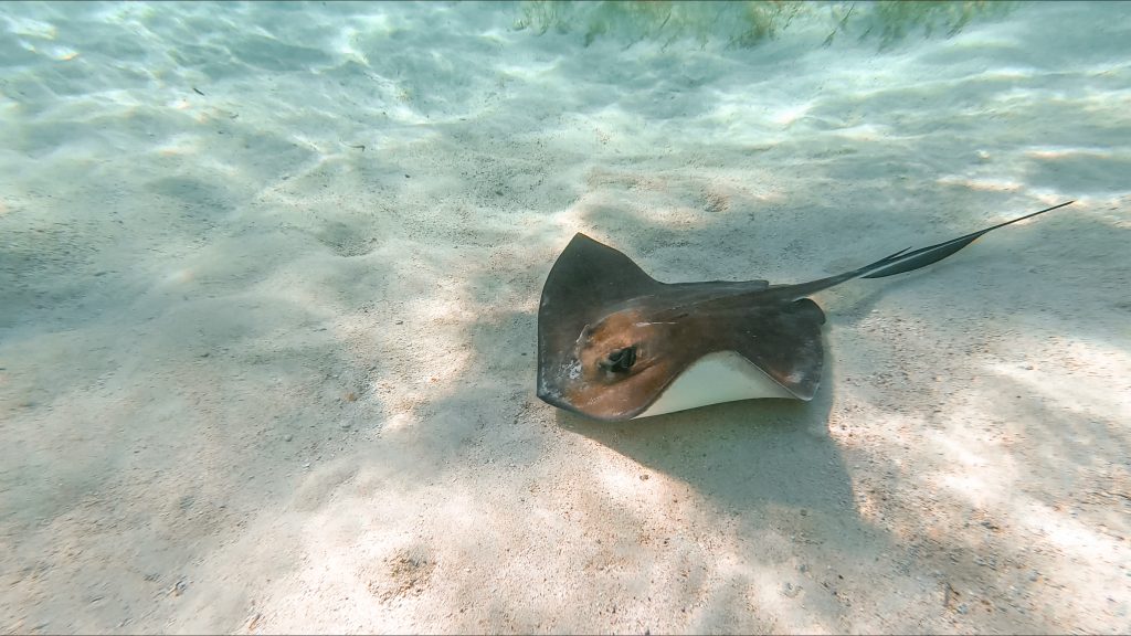 choses à faire à Caye Caulker Snorkeling