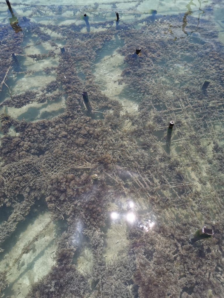 choses à faire à Caye Caulker hippocampes