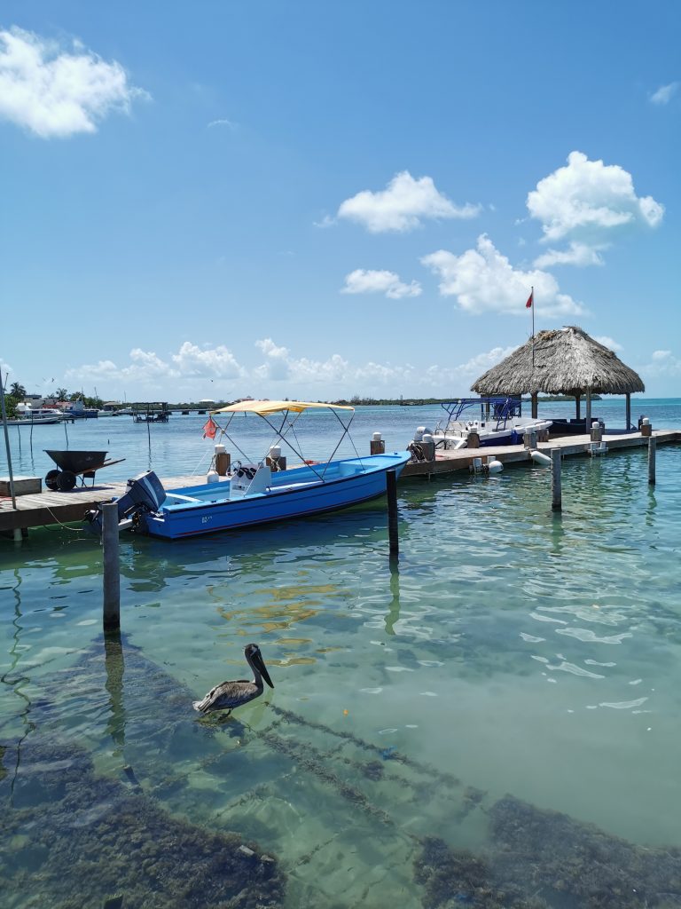 choses à faire à Caye Caulker hippocampes